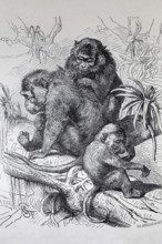 Java monkey (Macaca fascicularis), macaque, steel engraving, Brockhaus from 1908, Germany