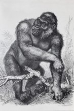 Gorilla (Gorilla gorilla), steel engraving, Brockhaus 1908, Germany