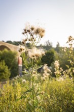 Close-up of a plant in front of a bridge in the soft morning light, Nagold, district of Calw, Black
