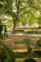 Wooden bench in a shady park with large trees on a sunny day, Nagold, district of Calw, Black