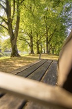 Wooden bench in a tree-covered avenue under incident sunlight, Nagold, district of Calw, Black