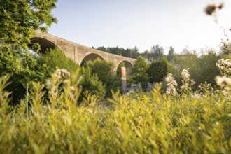 Dense vegetation with a stone bridge in the background under a clear sky, Nagold, district of Calw,