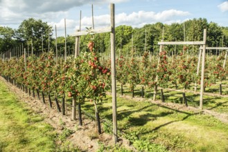 Apple plantation of Discovery apples in Österlen fruit district, Kivik, Scania, Sweden, Scandinavia