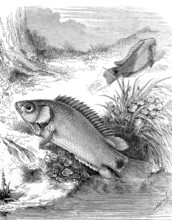Climbing fish, Anabas testudineus, freshwater fish from the genus Climbing fish, Historical,
