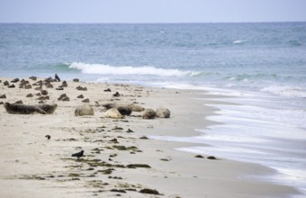 Several harbour seals (Phoca vitulina), seals, resting at low tide at the edge of the water,