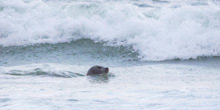 Seal (Phoca vitulina), seal, swimming relaxed in the sea in front of a wave, light surf, white