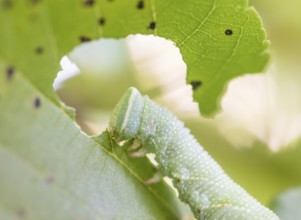 Lime hawk moth (Mimas tiliae), moth, close-up of green caterpillar feeding on a green leaf of a