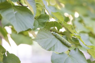 Lime tree moth (Mimas tiliae), moth, close-up of the green caterpillar feeding on a green leaf of a