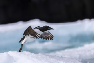 Thick-billed guillemot (Uria lomvia) on an ice floe, alcids (Alcidae), Alkefjellet, Spitsbergen,