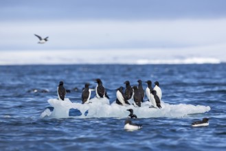 Thick-billed guillemot (Uria lomvia) on an ice floe, sea, water, alcids (Alcidae), Alkefjellet,