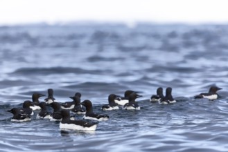 Thick-billed guillemot (Uria lomvia) swimming on the water, sea, alcids (Alcidae), Alkefjellet,