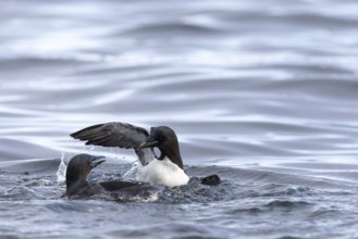 Thick-billed guillemot (Uria lomvia) fighting in the water, alcids (Alcidae), Alkefjellet,