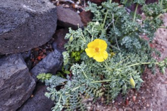 Yellow Hornpoppy (Glaucium flavum), volcanic rock, Oia, Thira, Santorini, Cyclades, Greece