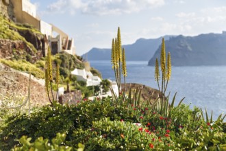 Mediterranean vegetation on the edge of the caldera, coastline, Oia, Thira, Santorini, Cyclades,