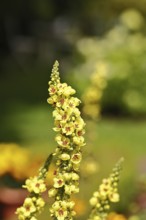 Dark mullein (Verbascum nigrum), flowers, inflorescences, in a natural garden, Wilnsdorf, North