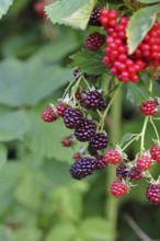 Blackberries (Rubus fruticosus), unripe and ripe fruit on a bush in a forest, Wilnsdorf, North