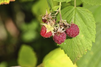 Wild raspberries (Rubus idaeus) ripe fruit on a vine in the forest, Wilnsdorf, North