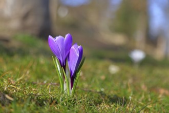 Violet crocus (Crocus neapolitanus), two flowers next to each other in the park, spring, Siegen,