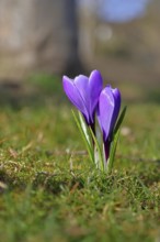 Violet crocus (Crocus neapolitanus), two flowers next to each other, spring, Siegen, North