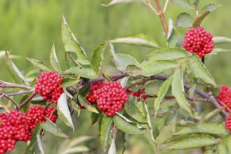 Red Elderberry (Sambucus racemosa), Grape Elderberry, Stag Elderberry, on a forest area destroyed