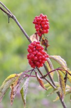 Red Elderberry (Sambucus racemosa), Grape Elderberry, Stag Elderberry, on a forest area destroyed