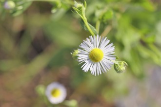 Annual ragweed (Erigeron annuus), by the wayside in a field, Wilnsdorf, North Rhine-Westphalia,