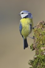 Blue tit (Parus caeruleus), sitting on moss-covered dead wood, Wilnsdorf, North Rhine-Westphalia,