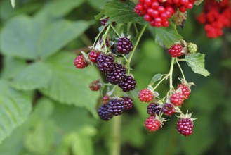 Blackberries (Rubus fruticosus), unripe and ripe fruit on a bush in a forest, Wilnsdorf, North
