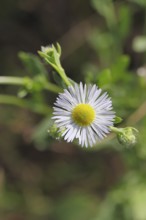 Annual ragweed (Erigeron annuus), by the wayside in a field, Wilnsdorf, North Rhine-Westphalia,