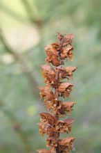 Gorse (Orobanche rapum-genistae), a subspecies of the genista family (Orobanchaceae) is endangered