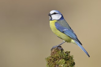 Blue tit (Parus caeruleus), sitting on moss-covered dead wood, Wilnsdorf, North Rhine-Westphalia,