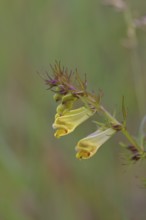 Forest quail wheat (Melampyrum sylvaticum) flowers on a forest path, poisonous, Wilnsdorf, North