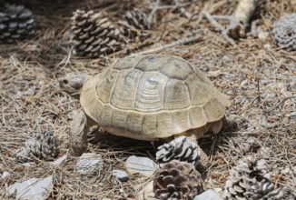 Common Tortoise (Testudo graeca) moving into the wood, Panormitis, Symi Island, Dodecanese Islands,