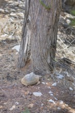 Common Tortoise (Testudo graeca) moving into the wood, Panormitis, Symi Island, Dodecanese Islands,