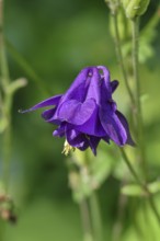 Columbine (Aquilegia vulgaris), blue flower at the edge of a forest, Wilnsdorf, North