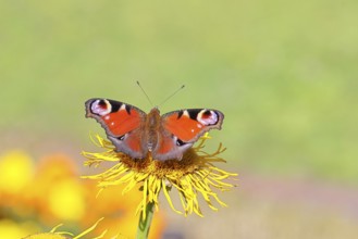Peacock butterfly (Aglais io), on a yellow flower of a Great Telekie (Telekia speciosa), Wilnsdorf,