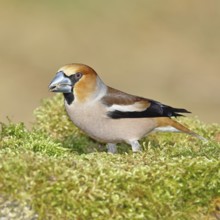 Hawfinch (Coccothraustes coccothraustes), male, sitting on a moss-covered tree stump, Wilnsdorf,