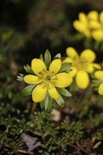 Winter aconites (Eranthis hyemalis), open flower, Wilnsdorf, North Rhine-Westphalia, Germany