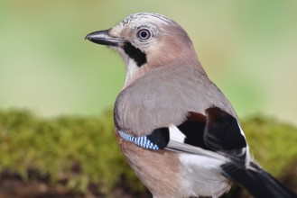 Eurasian Jay (Garrulus glandarius), sitting on mossy forest floor, animal portrait, Wilnsdorf,