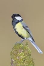 Great tit (Parus major), sitting on a moss-covered tree root, Wilnsdorf, North Rhine-Westphalia,