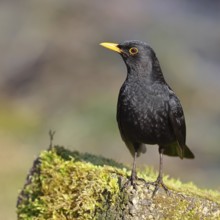Blackbird (Turdus merula) male, on a moss-covered tree root, Wilnsdorf, North Rhine-Westphalia,
