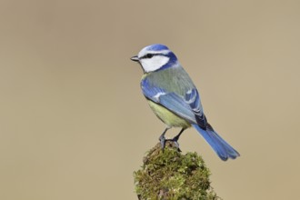 Blue tit (Parus caeruleus), sitting on moss-covered dead wood, Wilnsdorf, North Rhine-Westphalia,