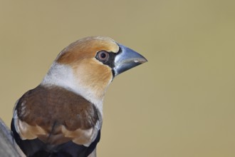 Hawfinch (Coccothraustes coccothraustes), male, animal portrait, Wilnsdorf, North Rhine-Westphalia,