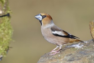 Hawfinch (Coccothraustes coccothraustes), male, sitting on a stone, Wilnsdorf, North