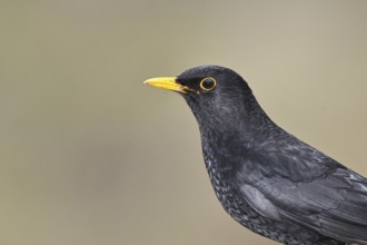 Blackbird (Turdus merula) male, animal portrait, Wilnsdorf, North Rhine-Westphalia, Germany