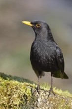 Blackbird (Turdus merula) male, on a moss-covered tree root, Wilnsdorf, North Rhine-Westphalia,