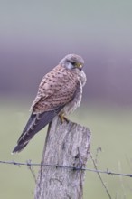 Kestrel (Falco tinnunculus), on a pasture fence post, Bieslicher Insel, Lower Rhine, North