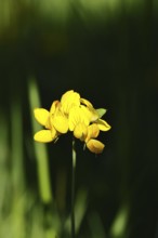 Bird's-foot Trefoil, Bird's-foot Trefoil (Lotus corniculatus), yellow flower in a meadow,