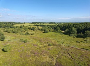 The dune on the Rimmelsberg, a nature reserve and FFH area, is overgrown with juniper and heather.