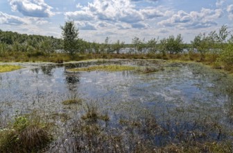 Water surface and marsh plants in Himmelmoor. Himmelmoor, the largest raised bog in
